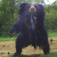 Illustration for article titled Our favorite photographs from this years BBC Camera-trap Photo of the Year competition